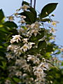 Styrax japonica IMG_6915 Styrak japoński